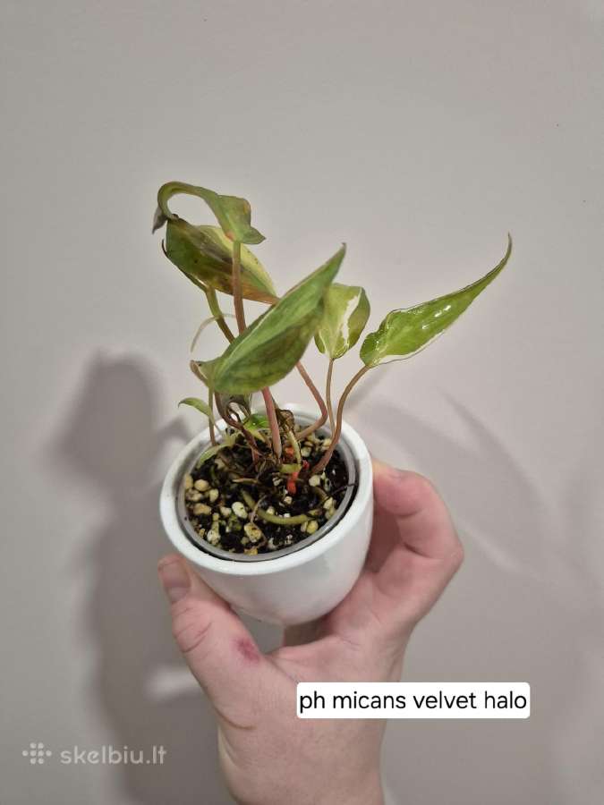 Monsteros, filodendrai, zz, žilė, juka, alocasia - nuotraukos Nr. 9