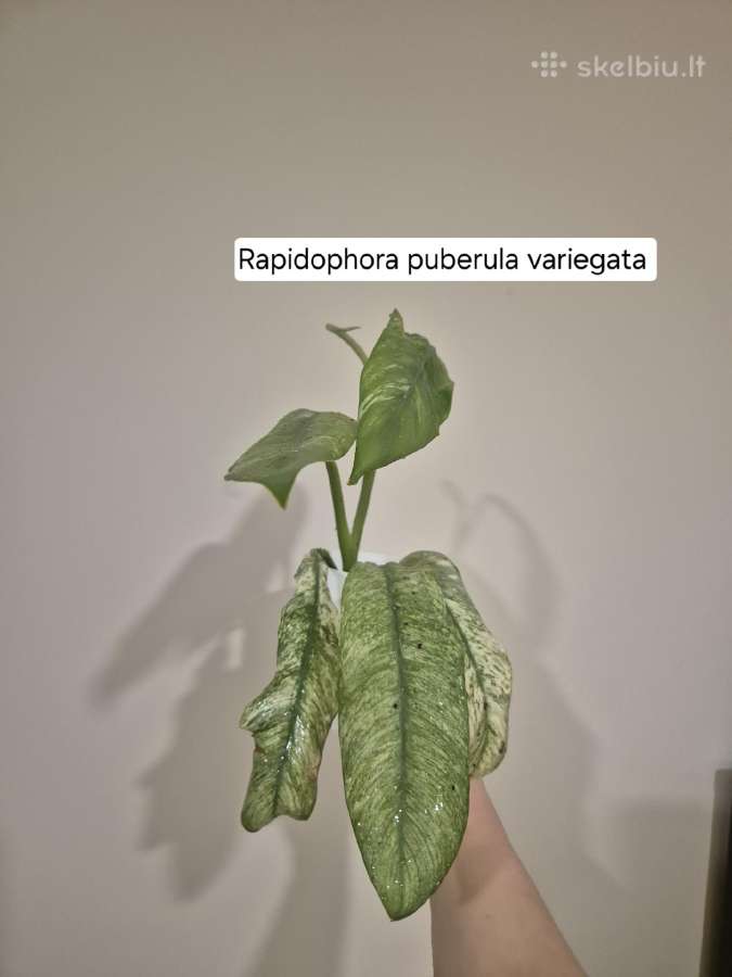 Monsteros, filodendrai, zz, žilė, juka, alocasia - nuotraukos Nr. 10