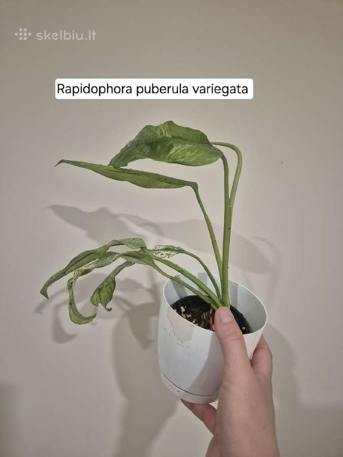 Monsteros, filodendrai, zz, žilė, juka, alocasia - nuotraukos Nr. 11