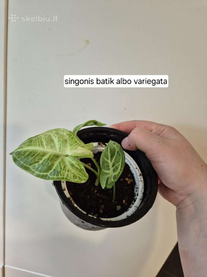 Monsteros, filodendrai, zz, žilė, juka, alocasia - nuotraukos Nr. 14