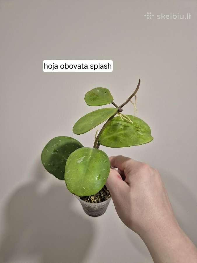 Monsteros, filodendrai, zz, žilė, juka, alocasia - nuotraukos Nr. 17