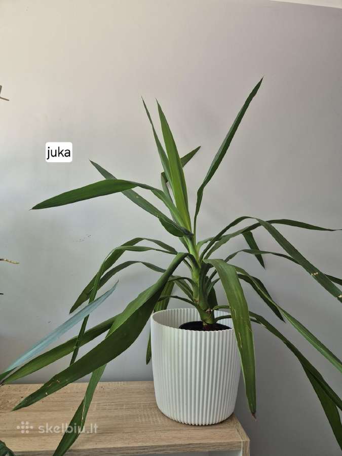 Monsteros, filodendrai, zz, žilė, juka, alocasia - nuotraukos Nr. 19