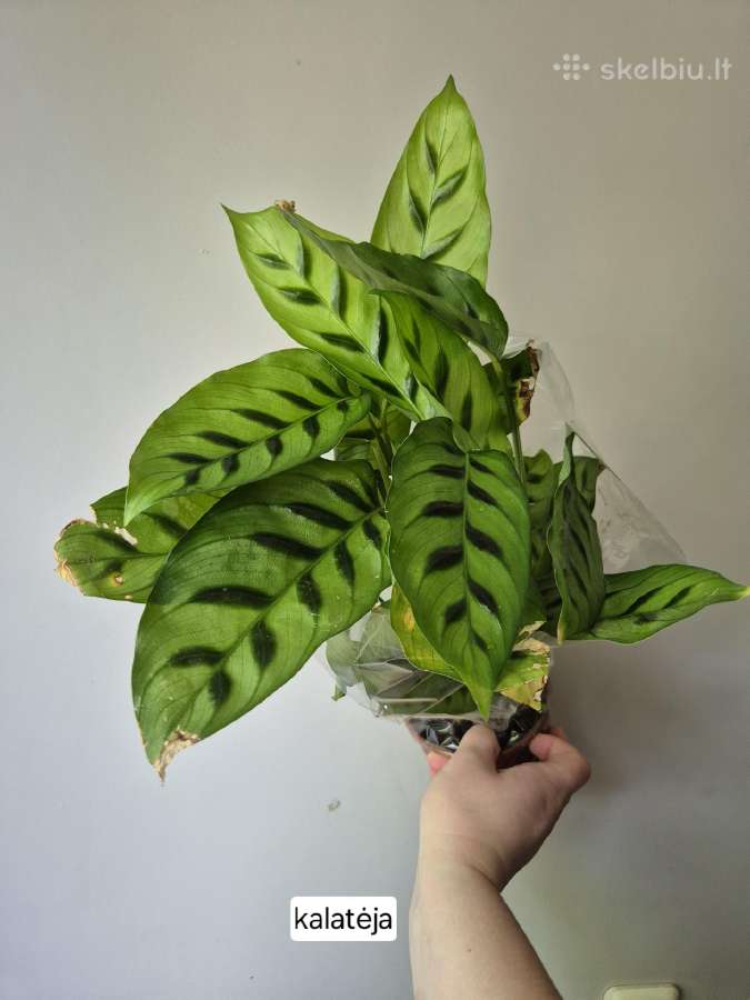 Monsteros, filodendrai, zz, žilė, juka, alocasia - nuotraukos Nr. 20