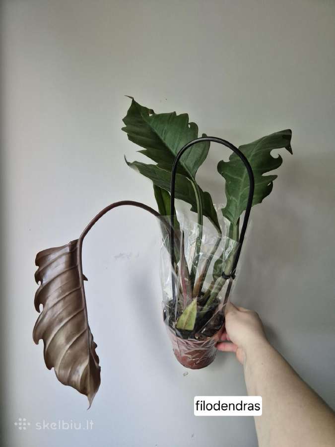 Monsteros, filodendrai, zz, žilė, juka, alocasia - nuotraukos Nr. 23