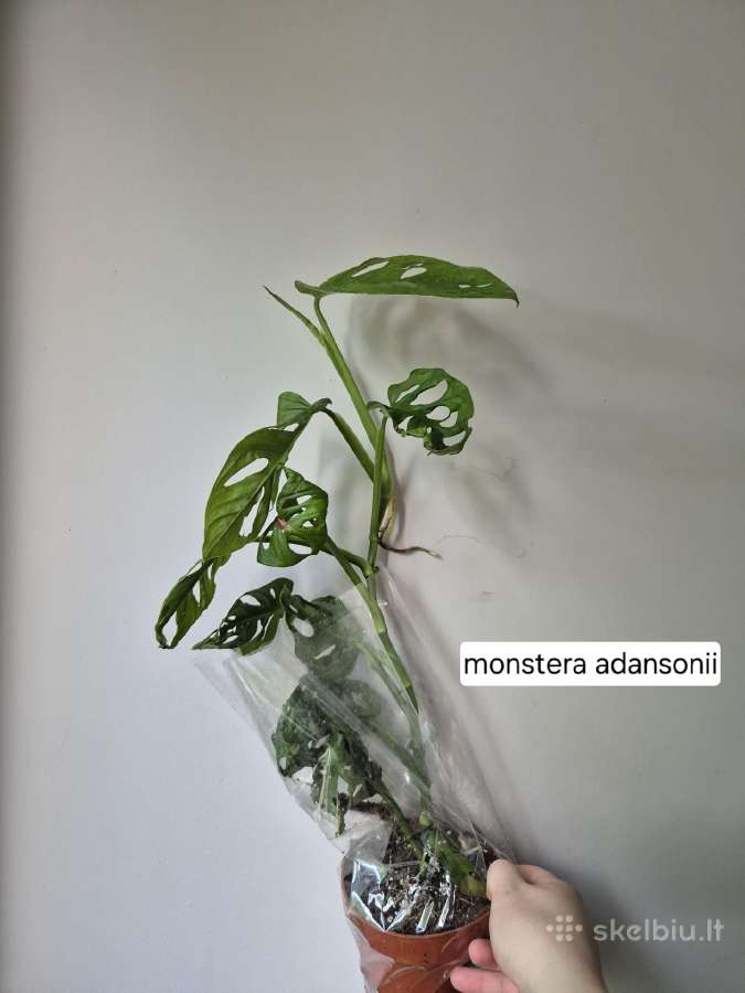 Monsteros, filodendrai, zz, žilė, juka, alocasia - nuotraukos Nr. 24