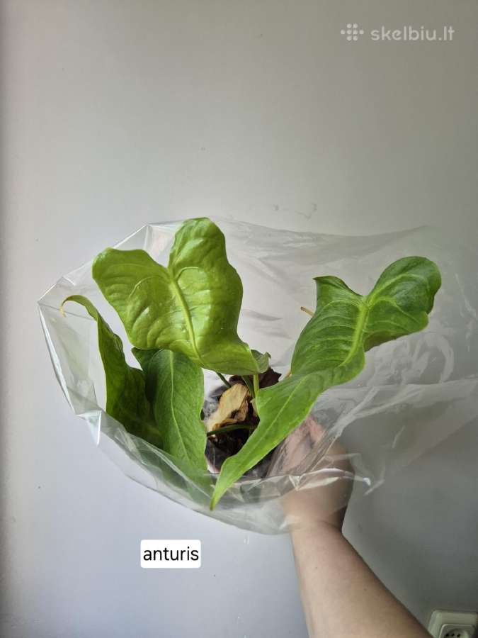 Monsteros, filodendrai, zz, žilė, juka, alocasia - nuotraukos Nr. 25