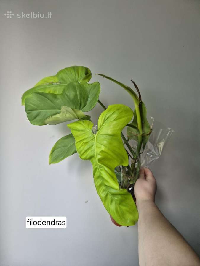 Monsteros, filodendrai, zz, žilė, juka, alocasia - nuotraukos Nr. 26
