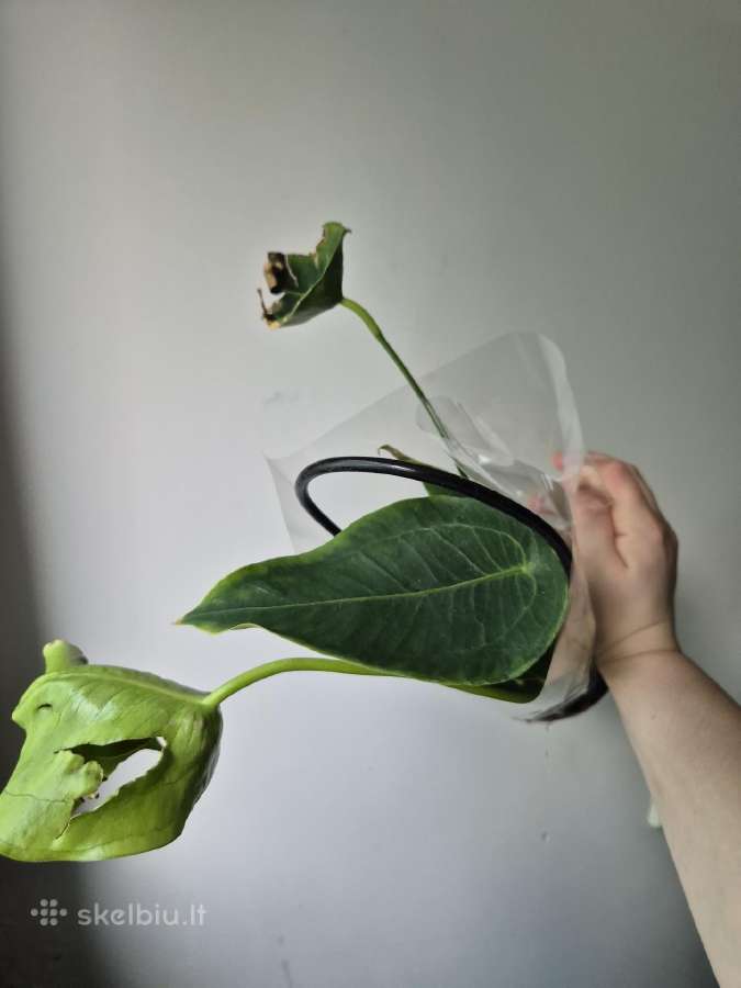 Monsteros, filodendrai, zz, žilė, juka, alocasia - nuotraukos Nr. 27
