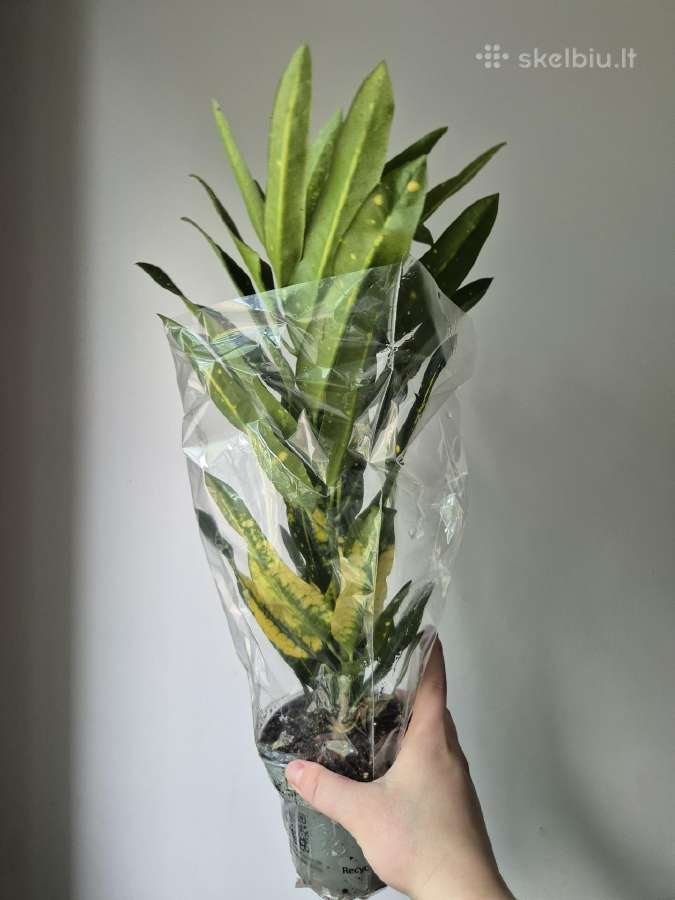 Monsteros, filodendrai, zz, žilė, juka, alocasia - nuotraukos Nr. 29