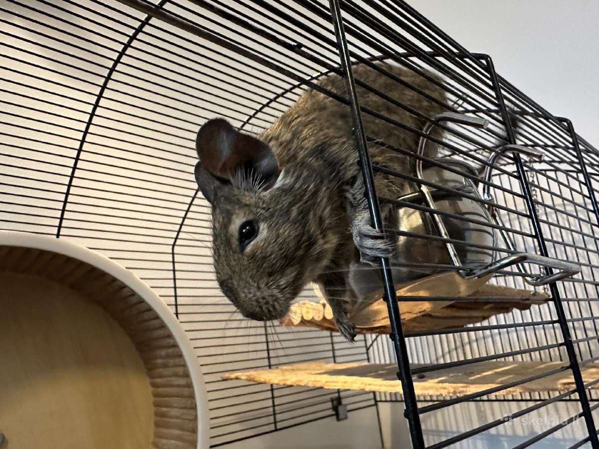 Degu pelytės - nuotraukos Nr. 3