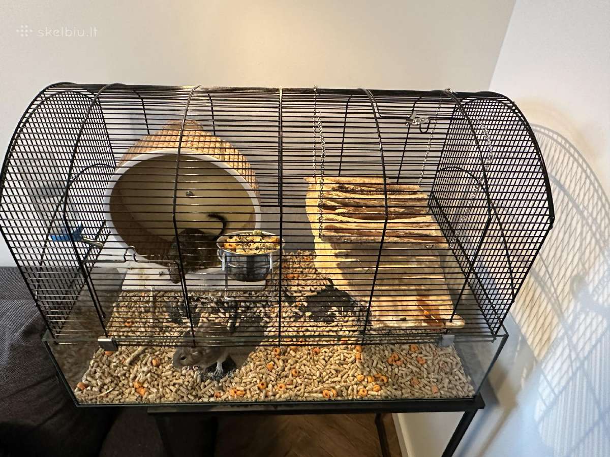 Degu pelytės - nuotraukos Nr. 2