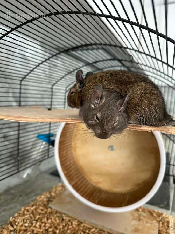Degu pelytės - nuotraukos Nr. 4