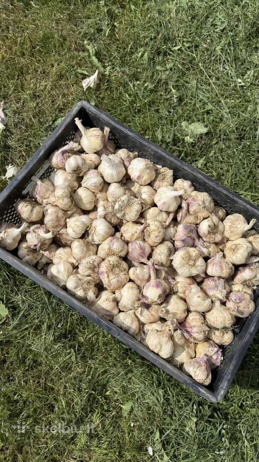 Žieminiai česnakai dideliais kiekiais - nuotraukos Nr. 3