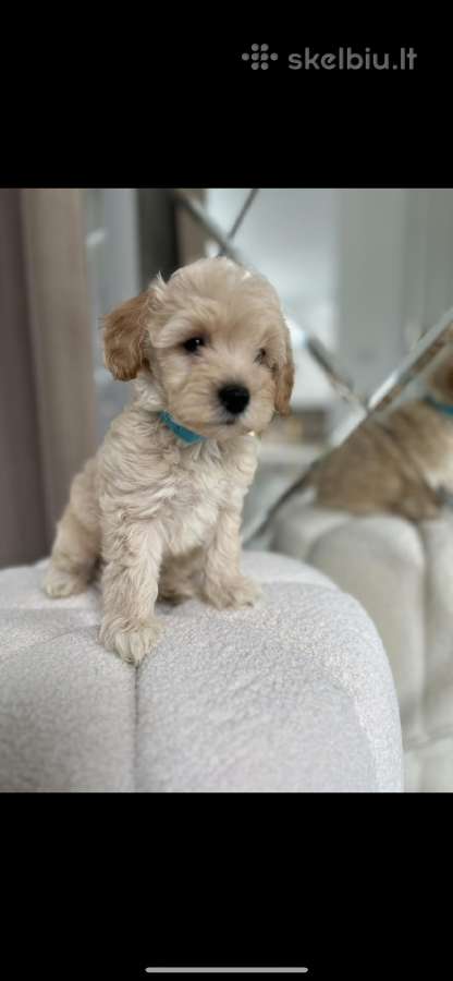 Maltipoo - nuotraukos Nr. 2