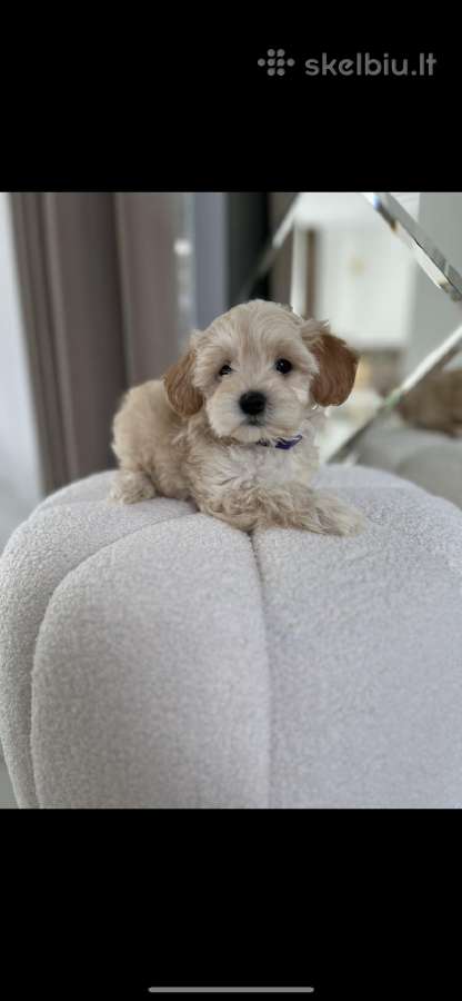 Maltipoo - nuotraukos Nr. 3