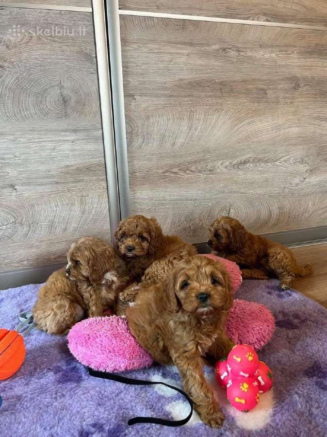 Cockapoo F1 Patinėlis 2 Mėn. - nuotraukos Nr. 2