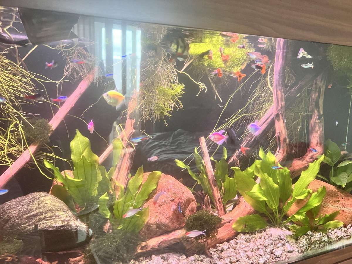 Juwel 200l - nuotraukos Nr. 2