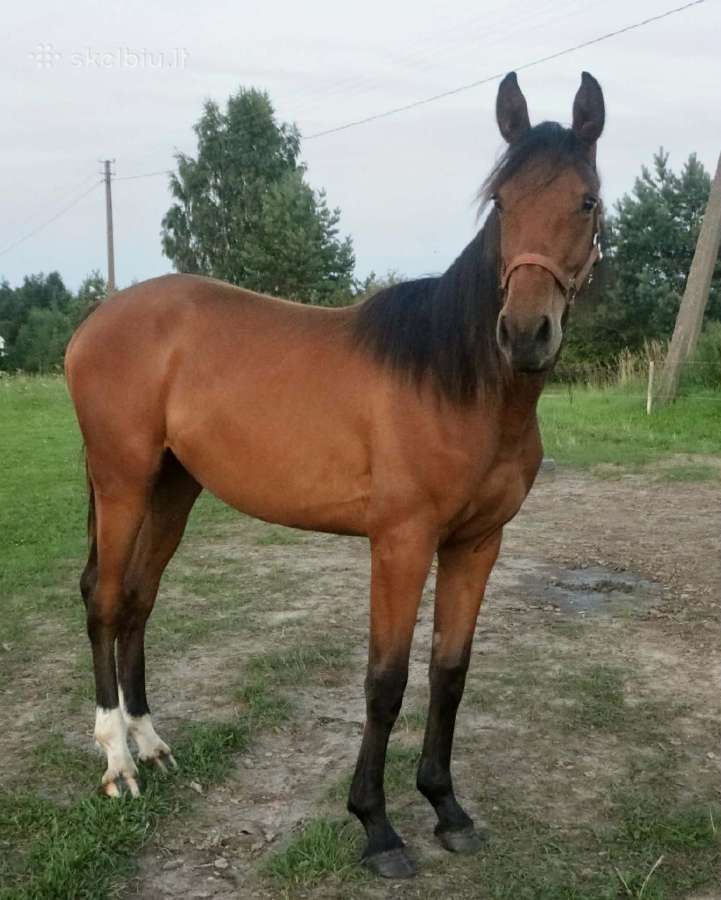 Parduodama perspektyvi metinukė - nuotraukos Nr. 2