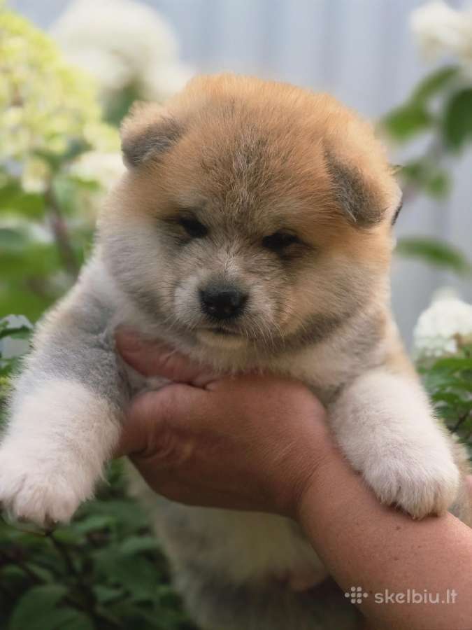 Akita inu vada. - nuotraukos Nr. 4