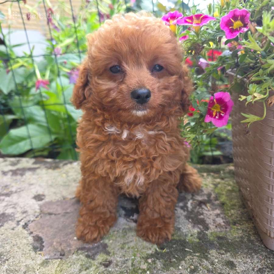 Maltipoo šuniukai - nuotraukos Nr. 5