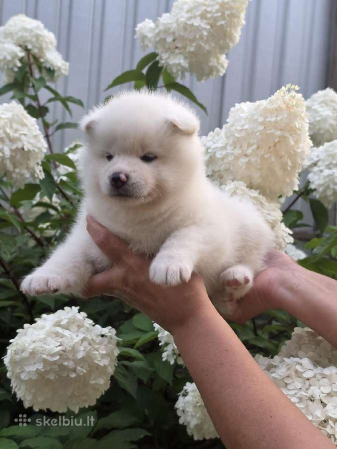 Akita inu vada. - nuotraukos Nr. 3