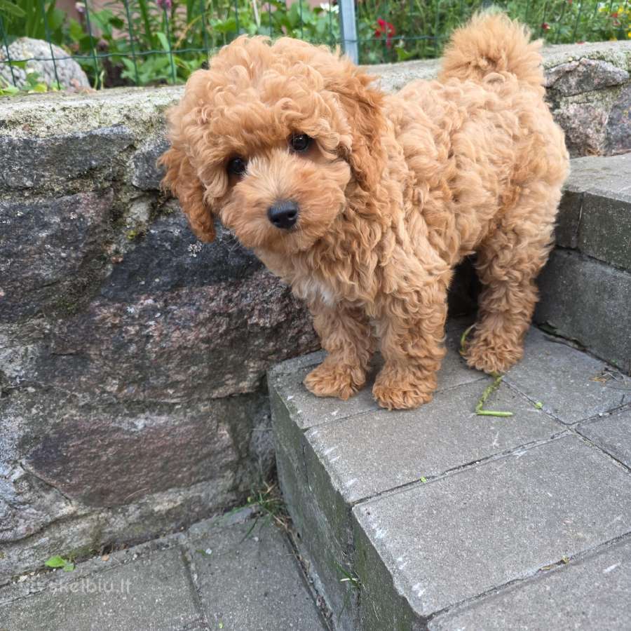 Maltipoo šuniukai - nuotraukos Nr. 7