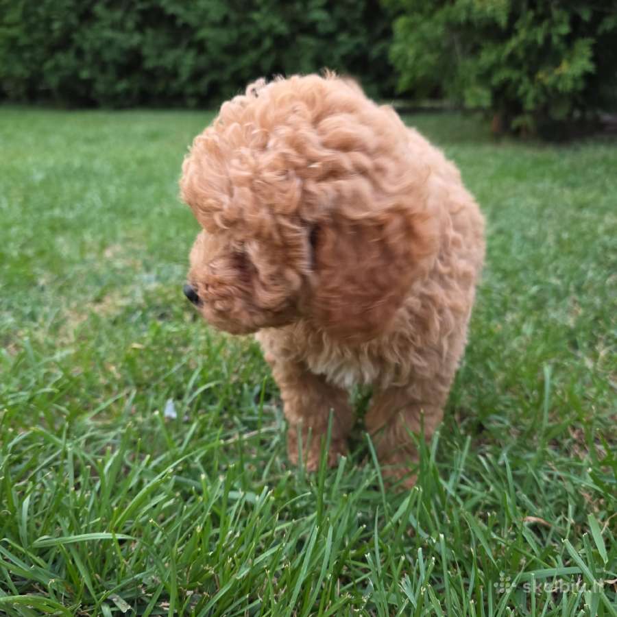 Maltipoo šuniukai - nuotraukos Nr. 8