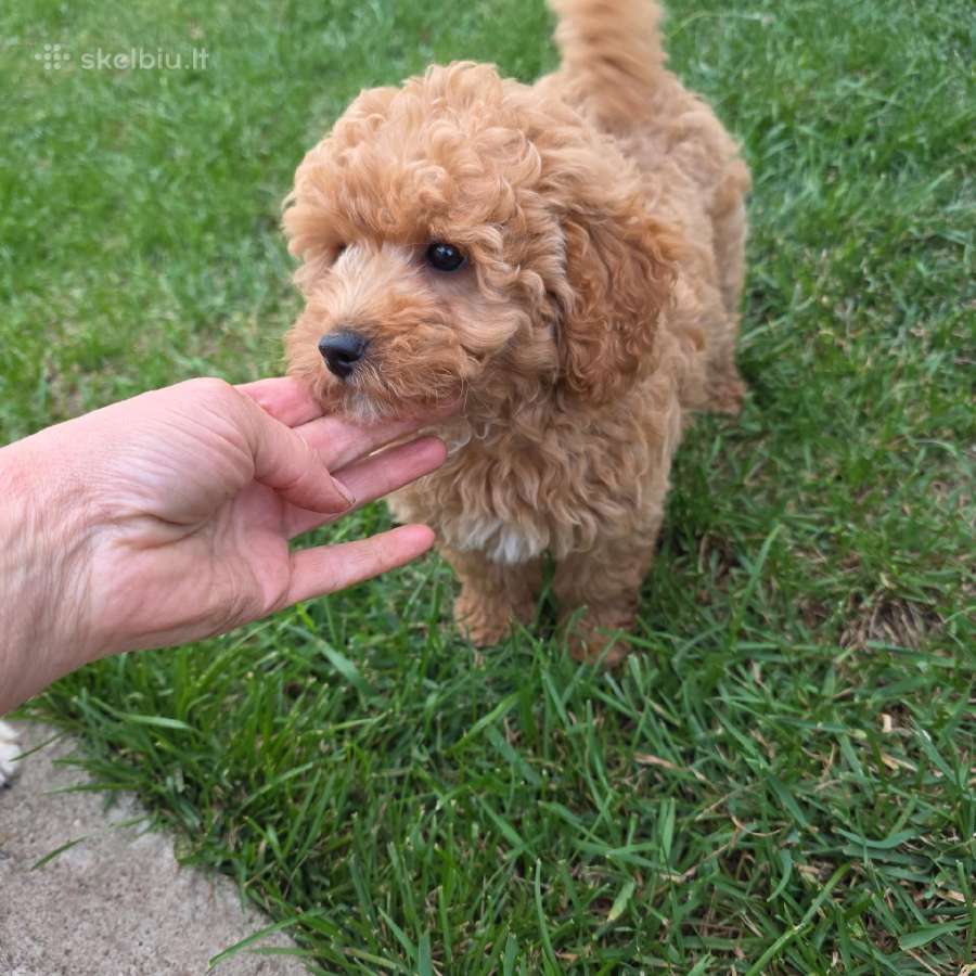 Maltipoo šuniukai - nuotraukos Nr. 9