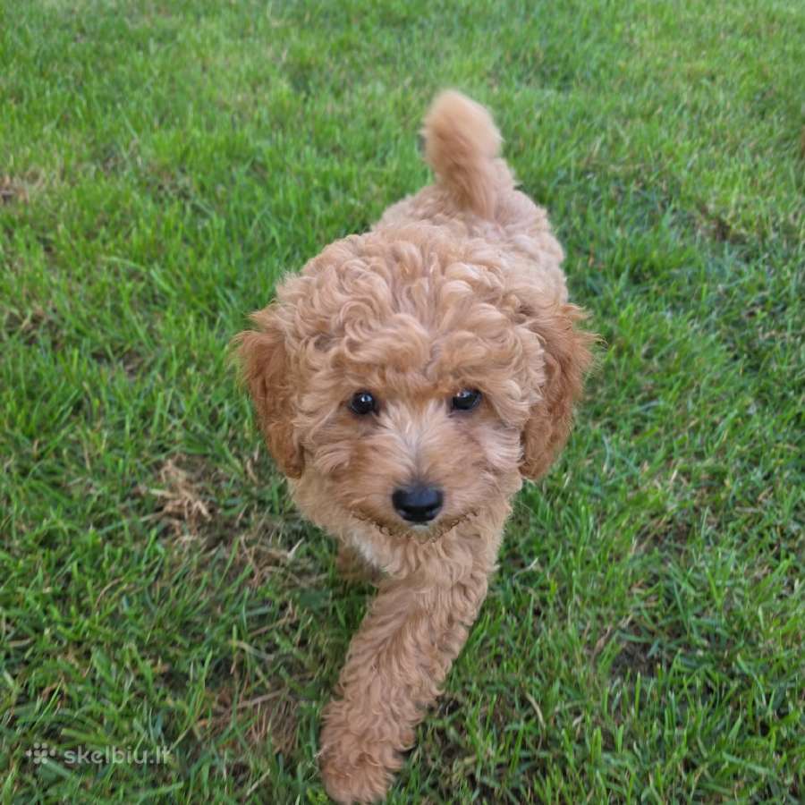 Maltipoo šuniukai - nuotraukos Nr. 10