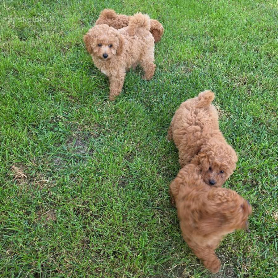 Maltipoo šuniukai - nuotraukos Nr. 12