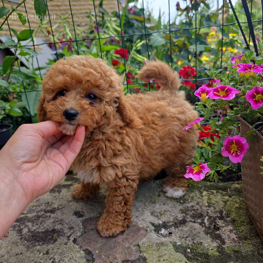 Maltipoo šuniukai - nuotraukos Nr. 13