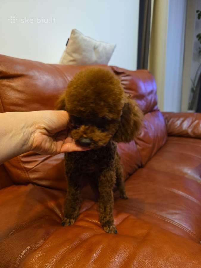 Maltipoo šuniukai - nuotraukos Nr. 14