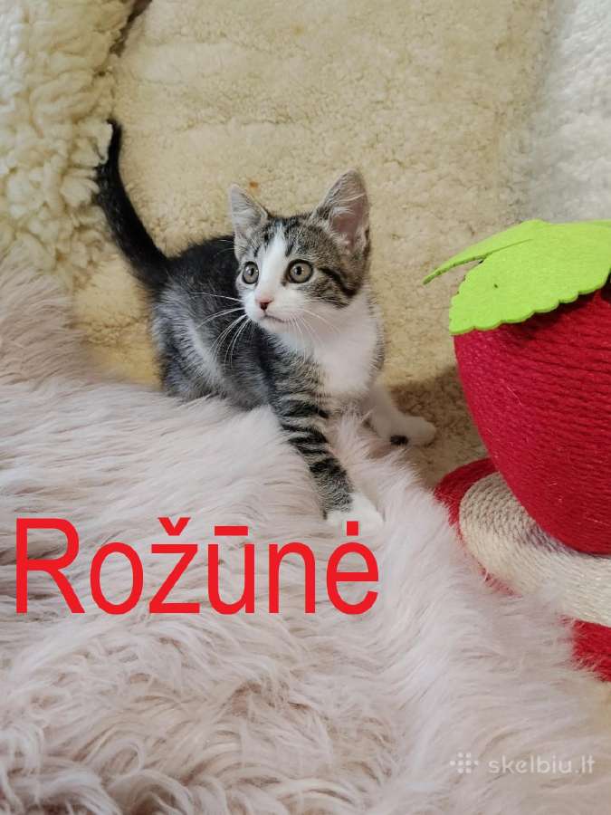 Katytė Rožūnė ieško namų - nuotraukos Nr. 3