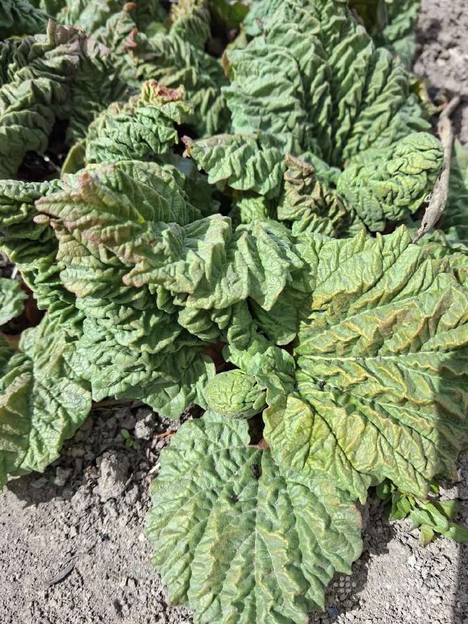Stambusis rabarbaras - nuotraukos Nr. 2