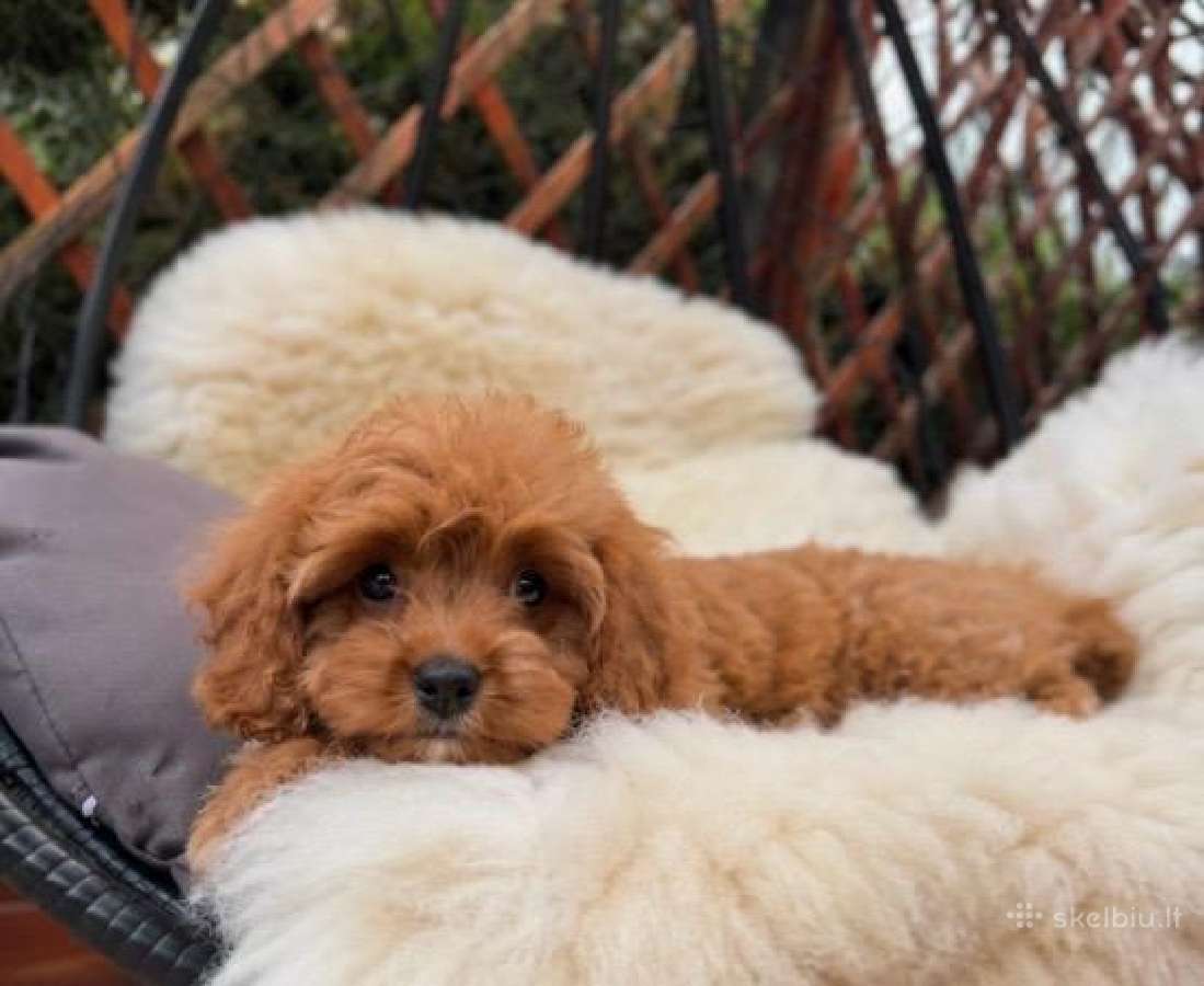 Cavapoo F1 - nuotraukos Nr. 2