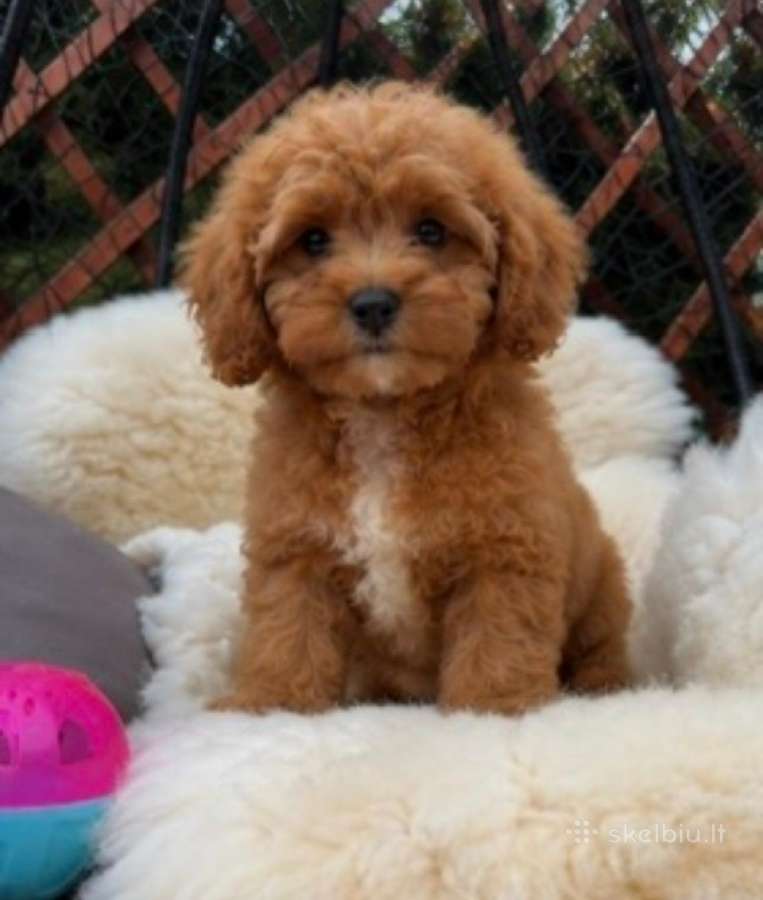 Cavapoo F1 - nuotraukos Nr. 5