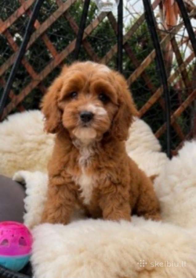 Cavapoo F1 - nuotraukos Nr. 6