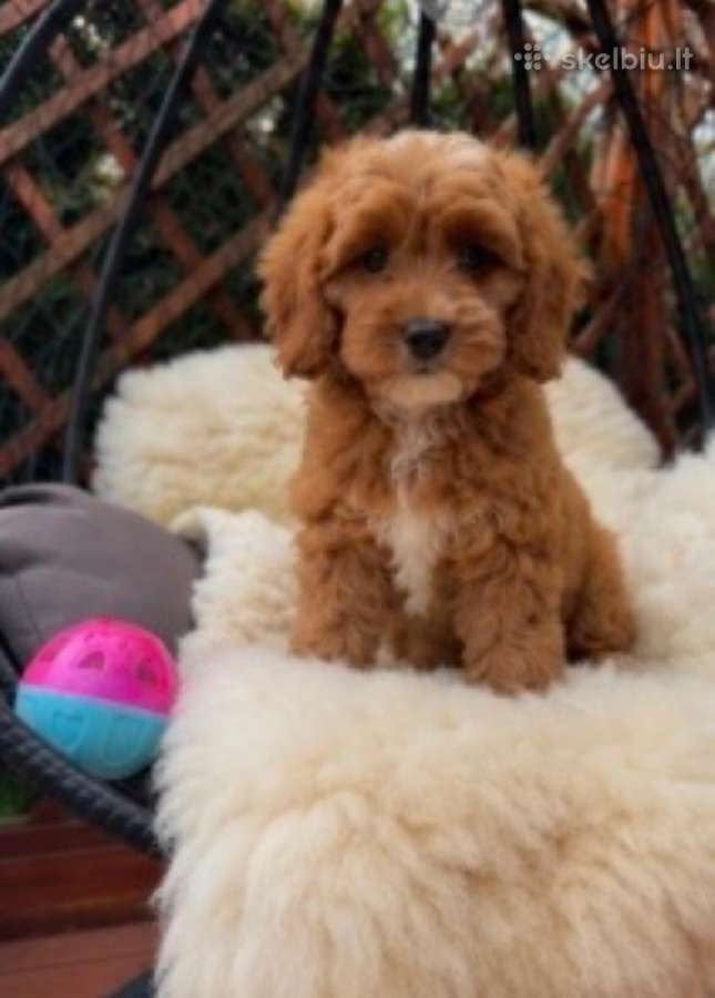 Cavapoo F1 - nuotraukos Nr. 7