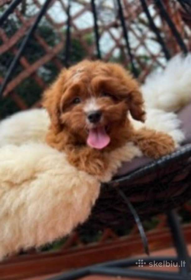 Cavapoo F1 - nuotraukos Nr. 8
