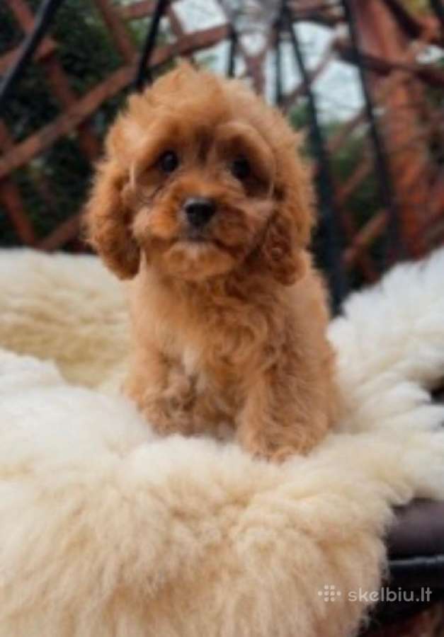 Cavapoo F1 - nuotraukos Nr. 9
