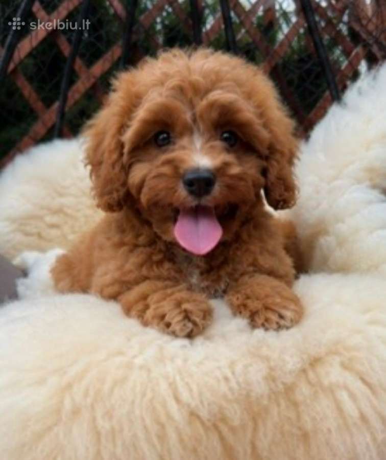Cavapoo F1 - nuotraukos Nr. 10
