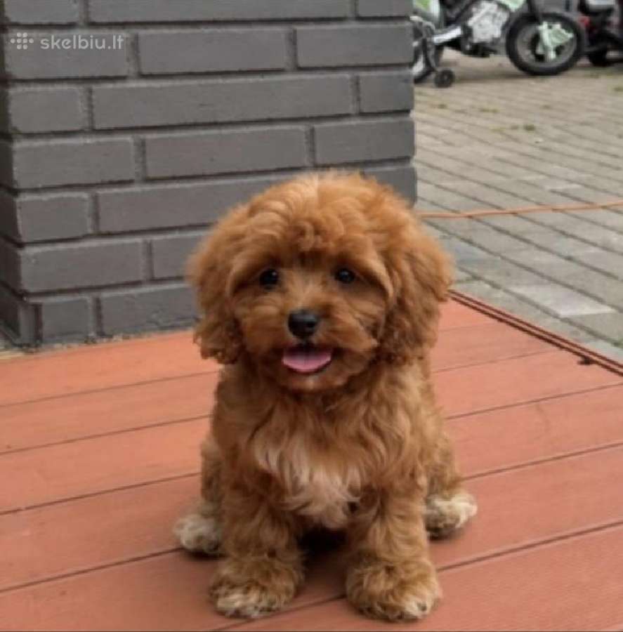 Cavapoo F1 - nuotraukos Nr. 11