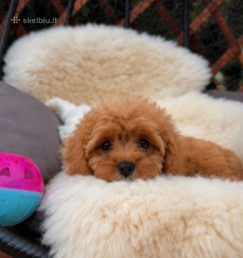 Cavapoo F1 - nuotraukos Nr. 12