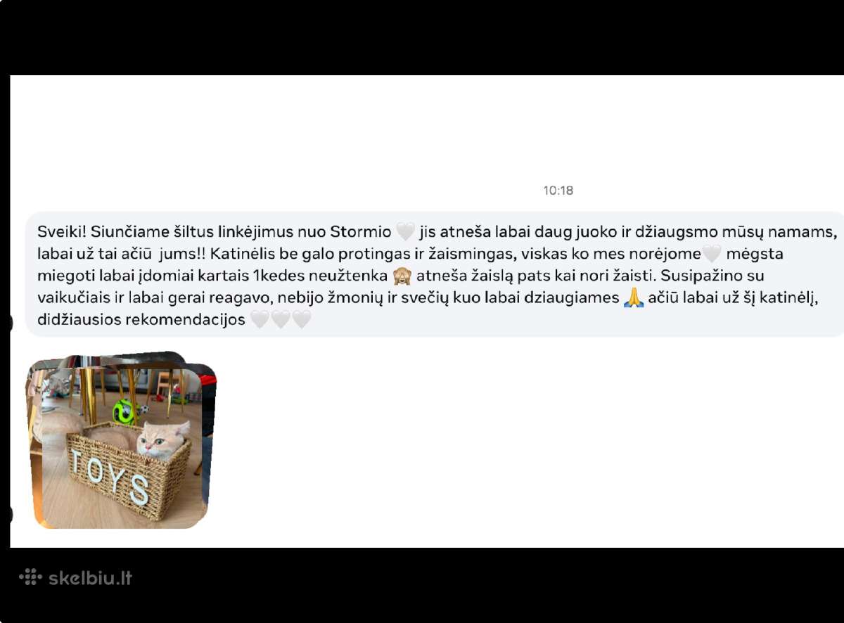 Britų trumpaplaukiai Auksiniai - nuotraukos Nr. 10