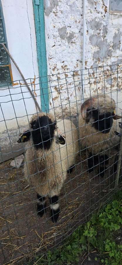Valais Blacknose . - nuotraukos Nr. 2