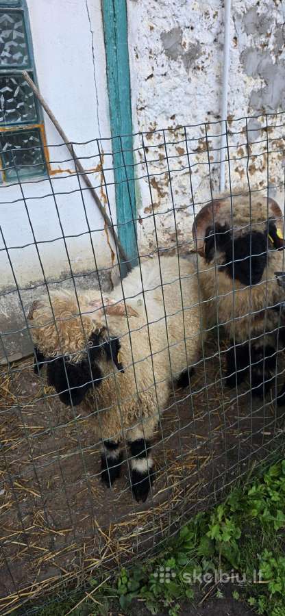 Valais Blacknose . - nuotraukos Nr. 3