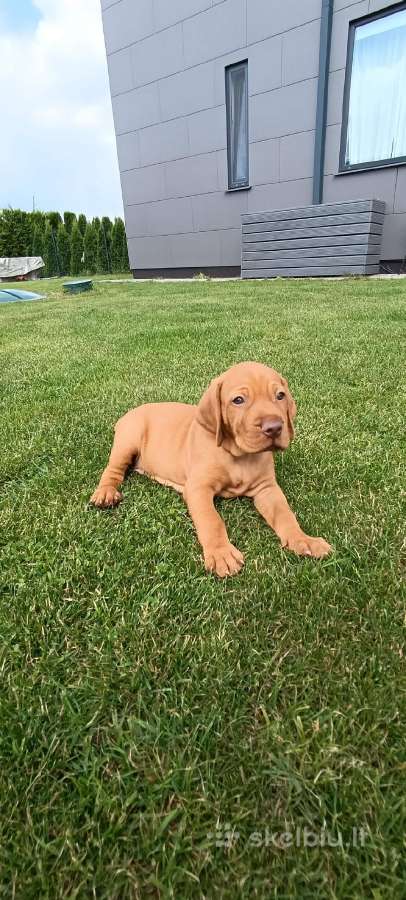 Vizsla Šuniukai pasiruošę keliauti į naujus namus - nuotraukos Nr. 29