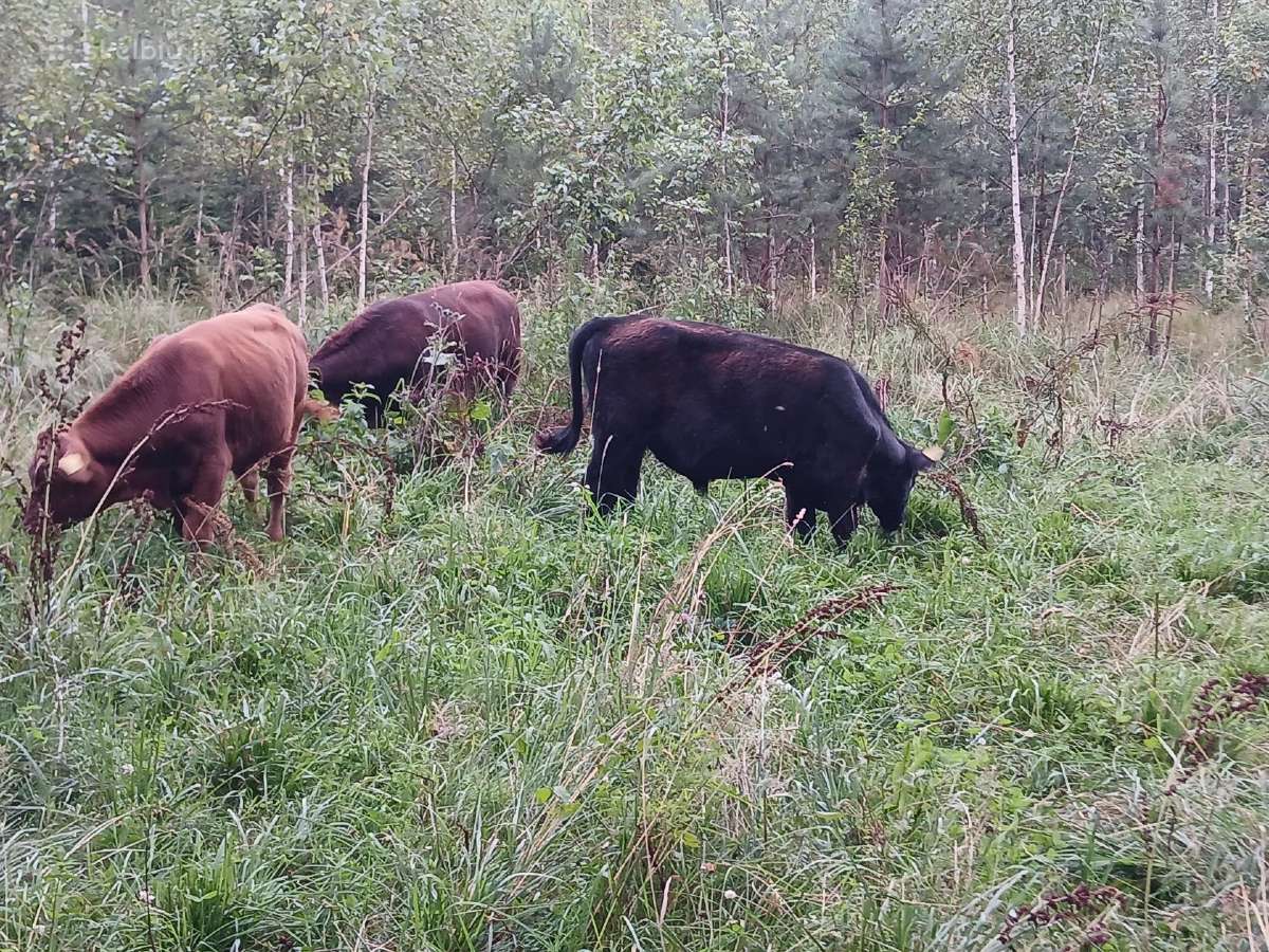 Parduodu Angus bulius - nuotraukos Nr. 2
