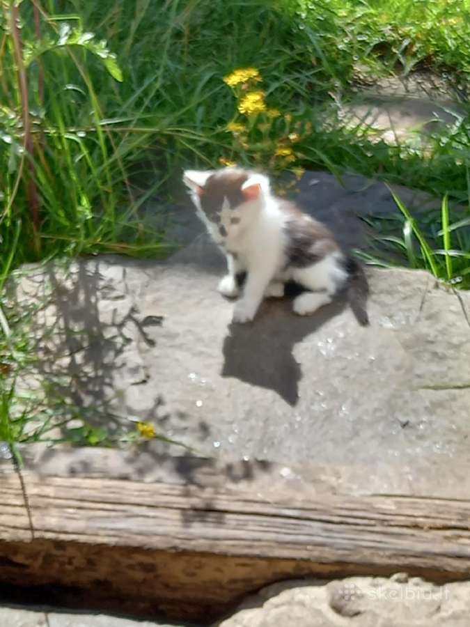 Dovanoju mažą katinėlį - nuotraukos Nr. 3
