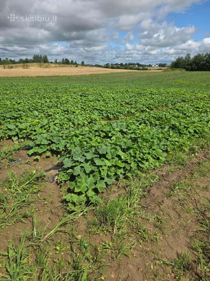 Lauko agurkai rauginimui - nuotraukos Nr. 3